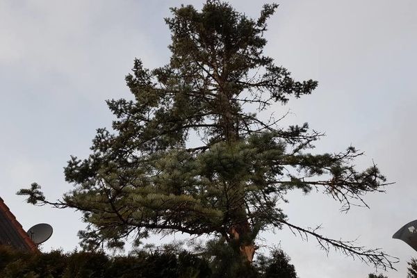 White fir