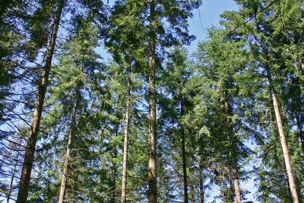 Giant fir