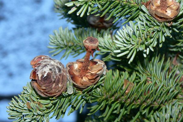 Alpine fir