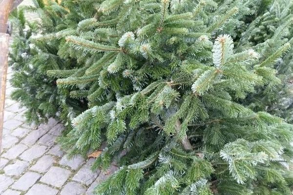 Caucasian fir