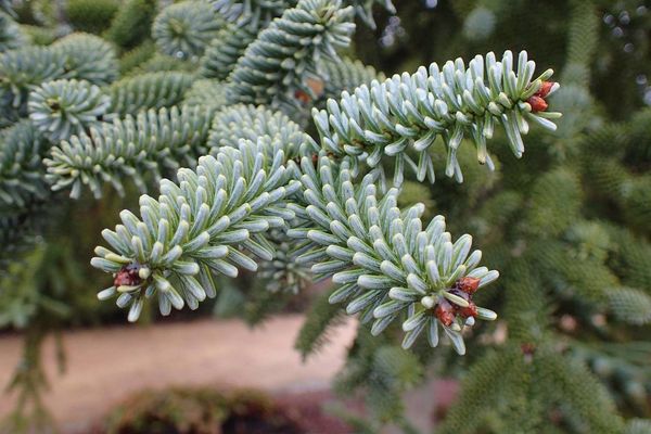 Spanish fir