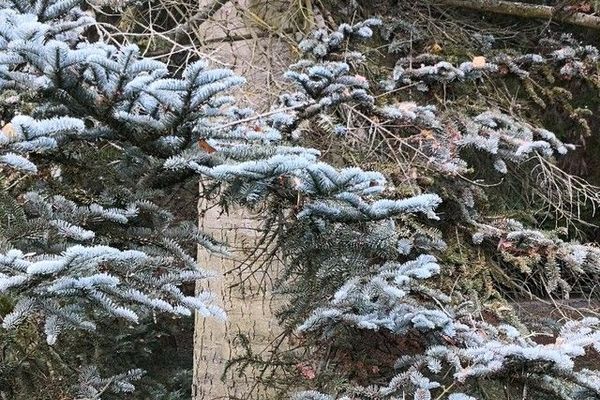 Red fir