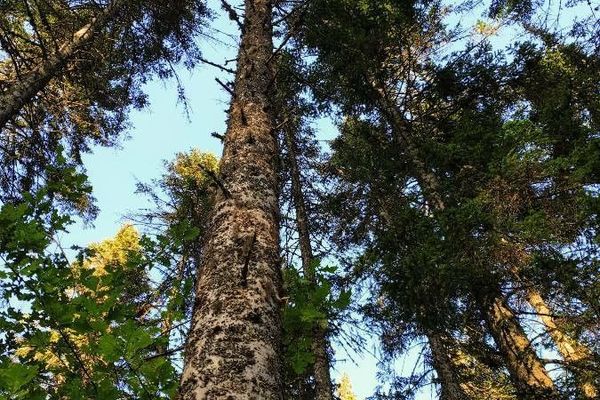 Siberian fir