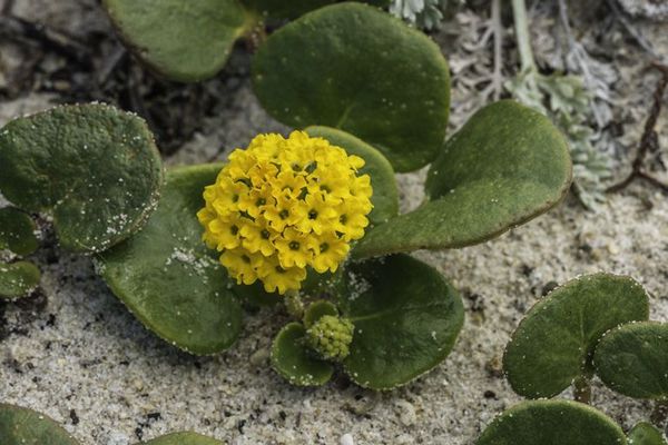 Yellow sand-verbena