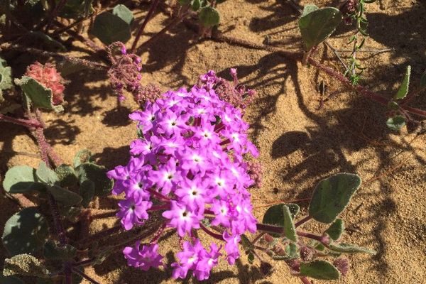 Sand-verbena