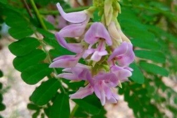 Indian-licorice