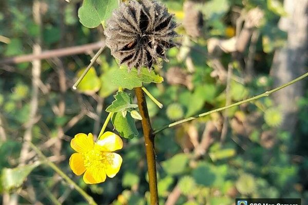 Indian abutilon