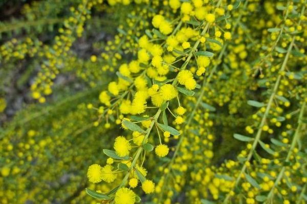 Gold-dust acacia