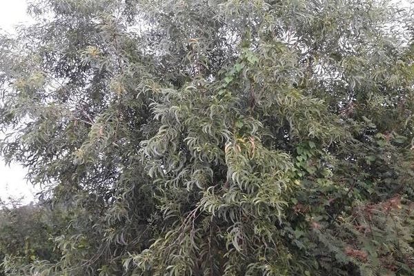 Earleaf acacia