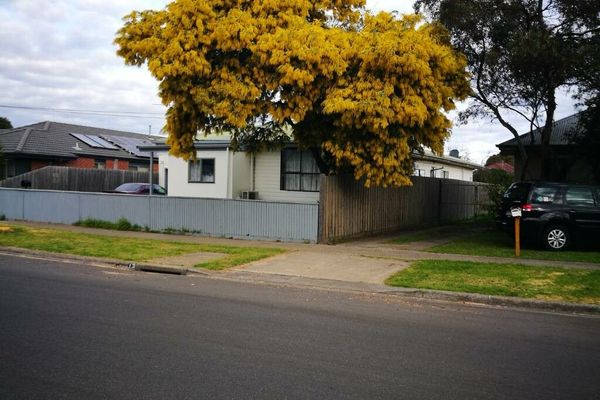 Bailey's acacia