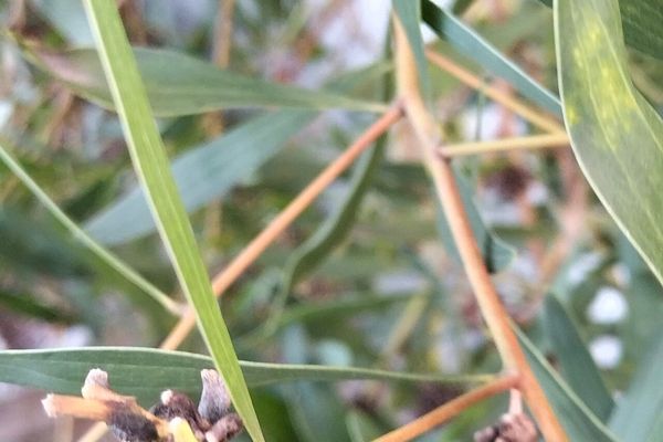 Coastal wattle