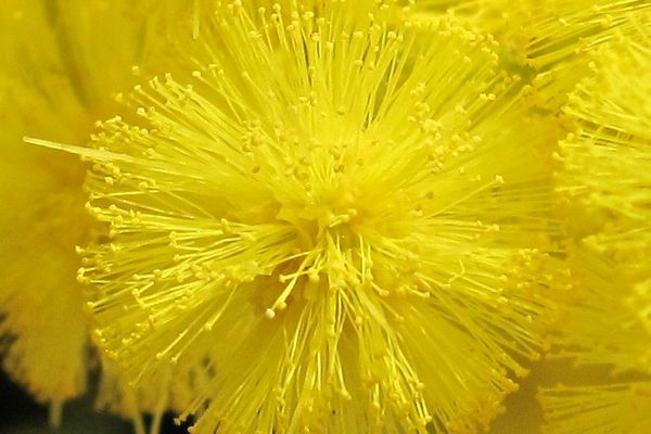 Mimosa
