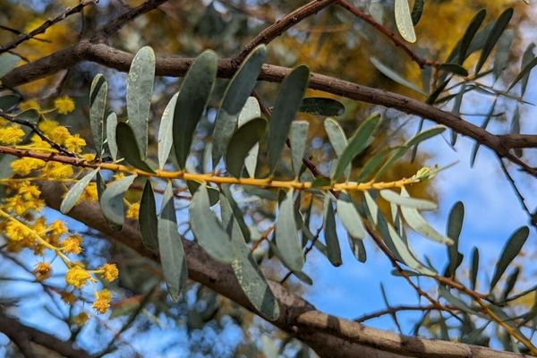 Graceful wattle