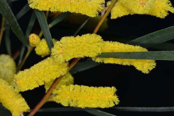 Brown lancewood