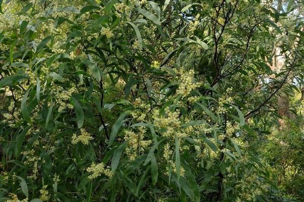 Burra acacia