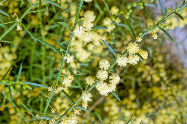 Early wattle