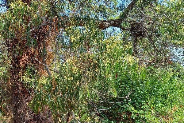 Black wattle