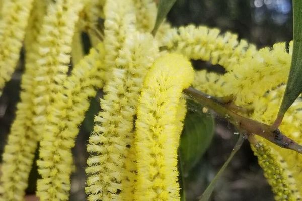 Acacia leiocalyx