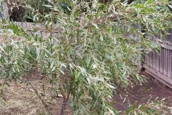 Cinnamon wattle
