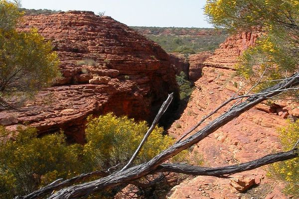 Acacia