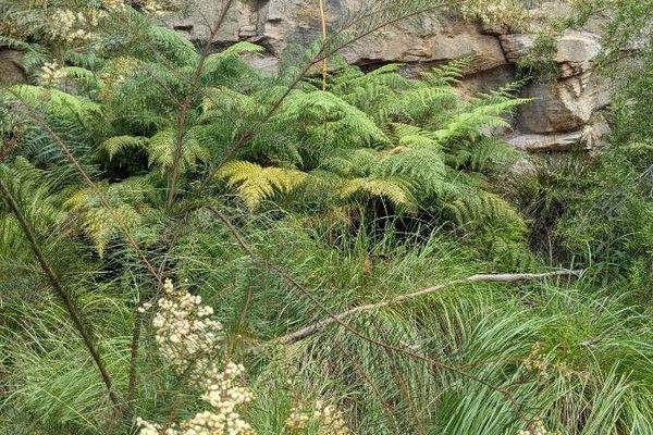 White wattle