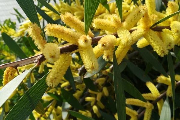 Golden-rods