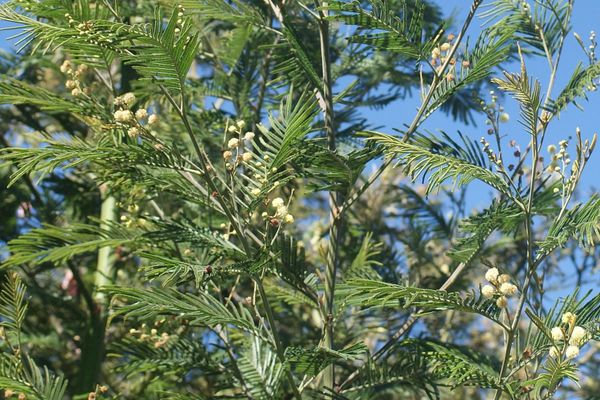 Black wattle