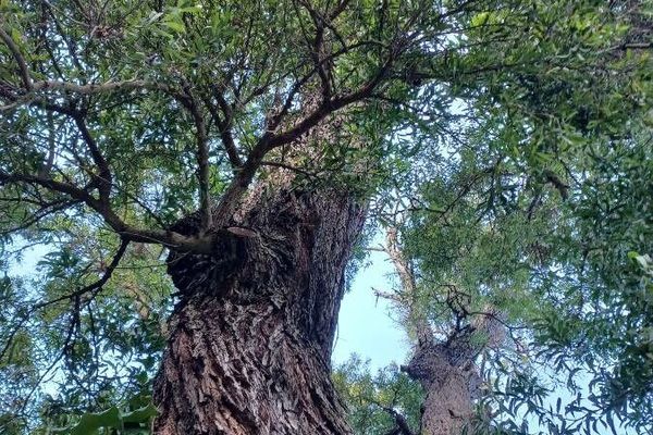 Australian blackwood