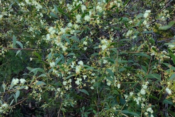 Myrtle wattle