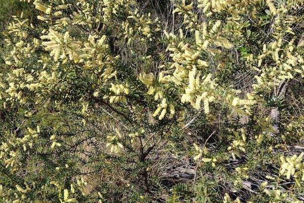 Spike wattle