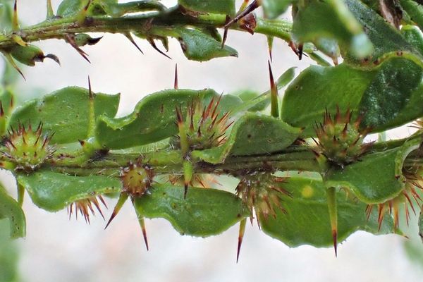 Acacia-hedge