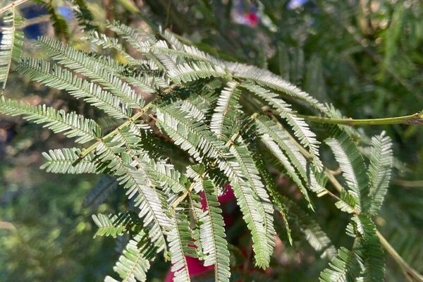 Sydney green wattle