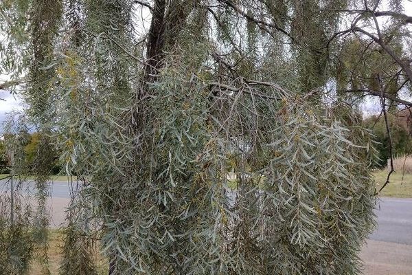Myall acacia
