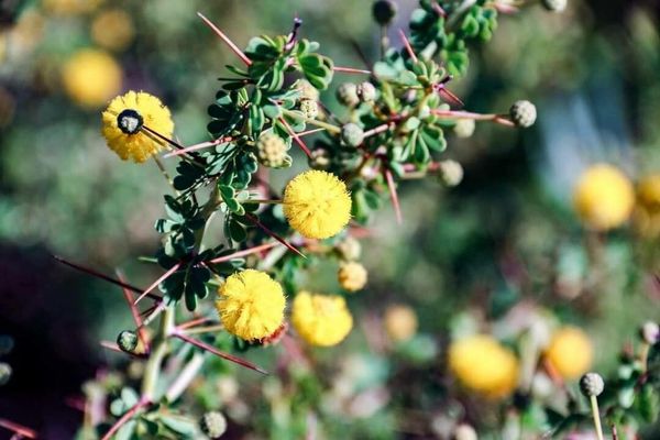 Prickly moses