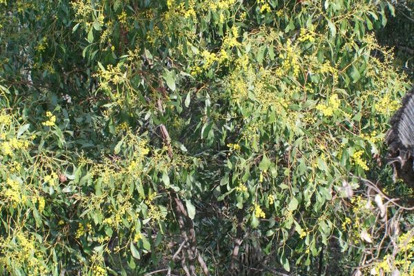 Australian golden wattle