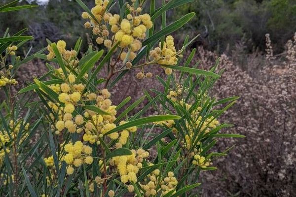 Swamp wattle