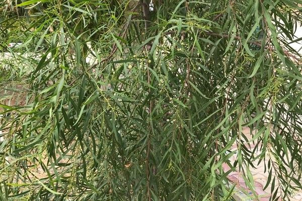 Broughton willow wattle