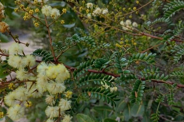 Cedar wattle