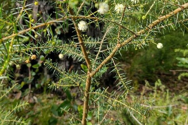 Juniper wattle