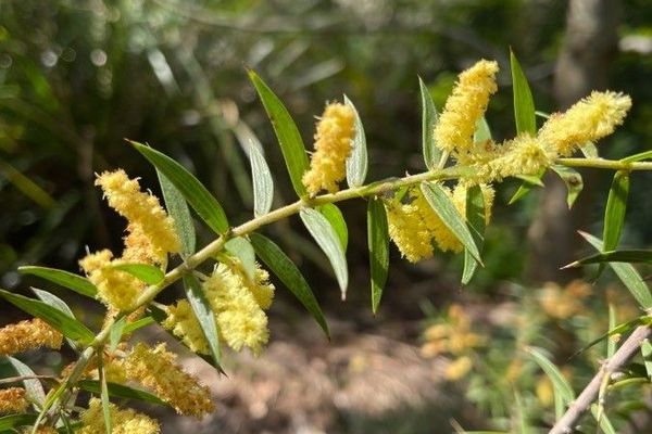 Star acacia