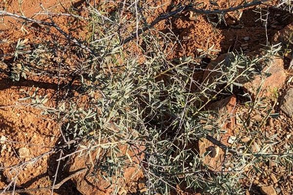 Acacia-bush