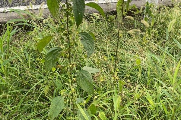 Asian copperleaf