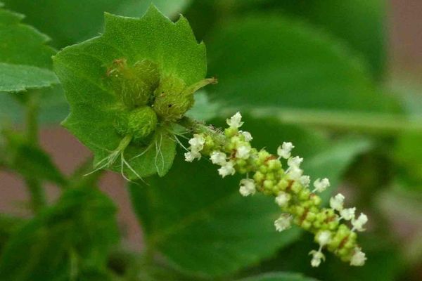 Indian acalypha