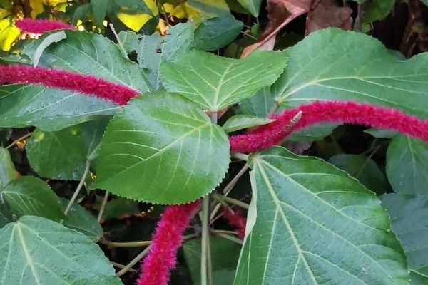 Acalypha macrostachya