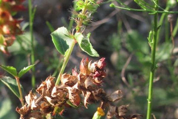 Shrubby copperleaf