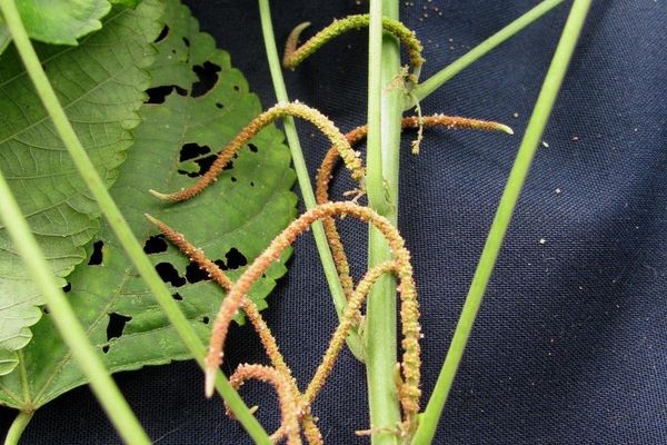 Acalypha villosa