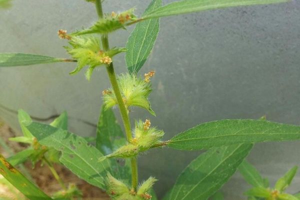 Virginia copperleaf