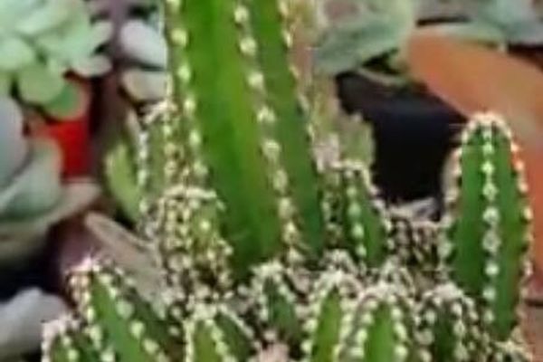 Barbed-wire cactus