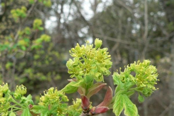 Field maple