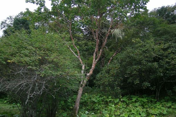 Tail-leaf maple